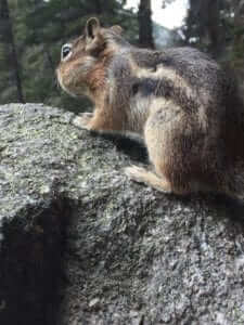 I collect and collect like this chipmunk with a mouthful of nuts