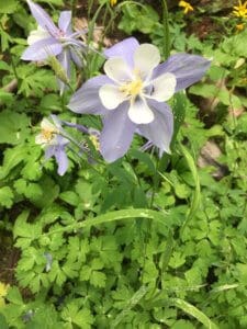 This is a Columbine. One of about 9 plants and trees I can identify without an app.